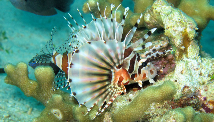 Cleartailed Lionfish